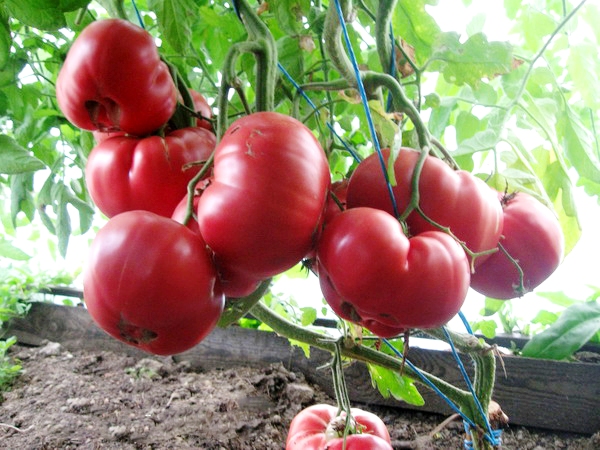 tomato bush pink honey