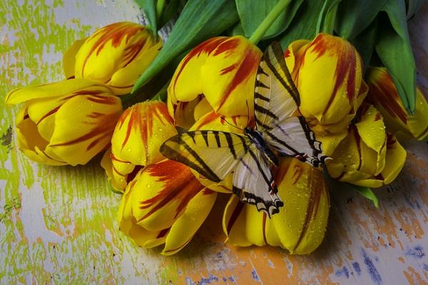 Schmetterling sitzend 