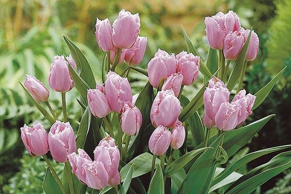 Tulipes giroflées 