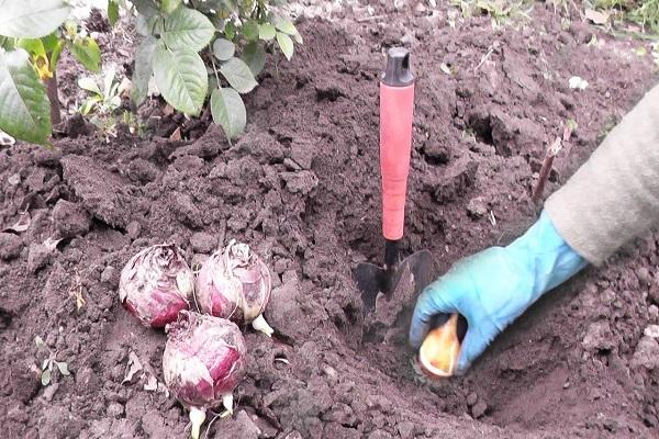 plantando uma lâmpada 