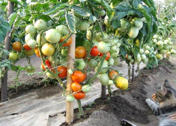 Red Riding Hood tomato bushes