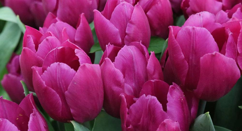 množení tulipánů