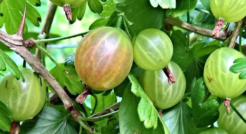 gooseberry propagation