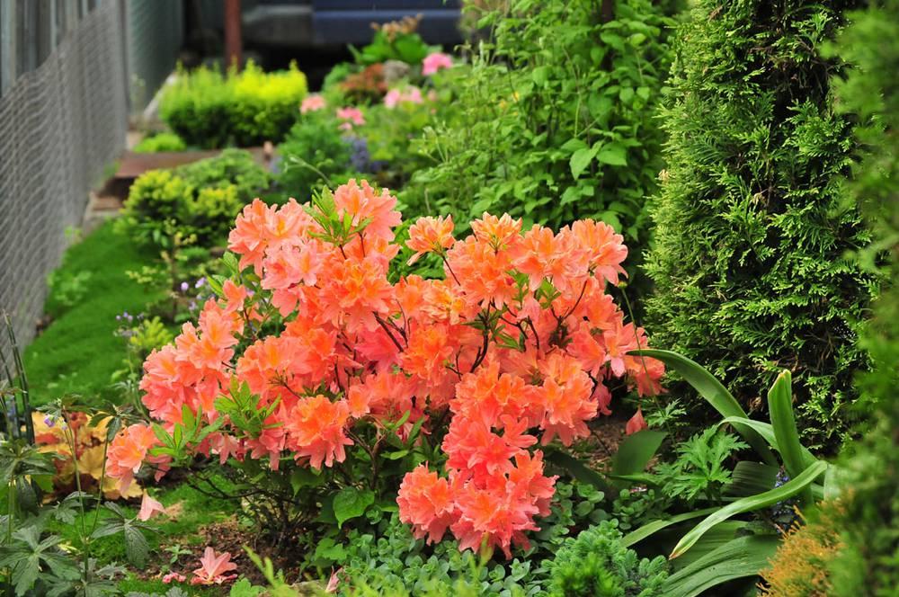 rhododendrons Japanese