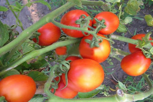 Variedade de tomate Lagid