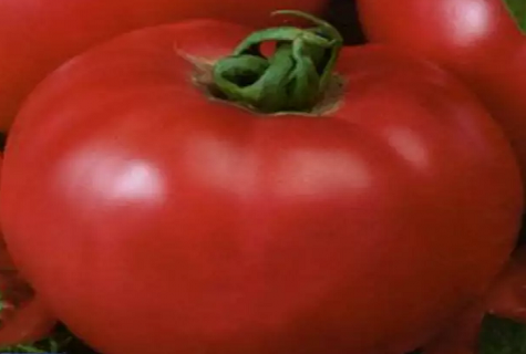 tomate determinado 