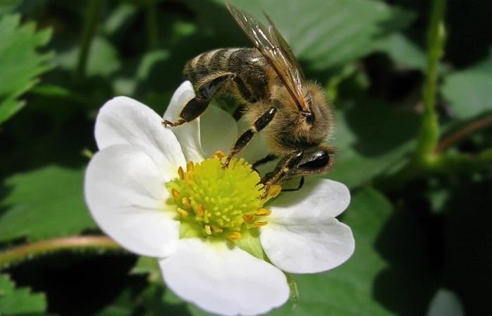 Bienenbestäubung 