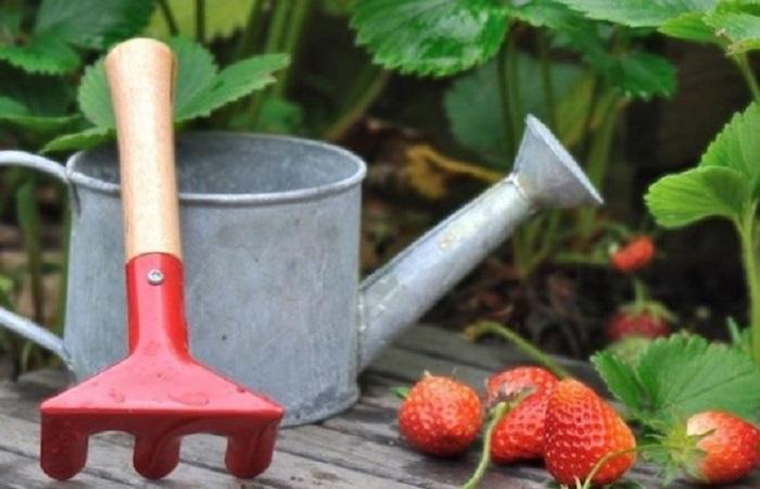 pagdidilig mula sa isang watering can 