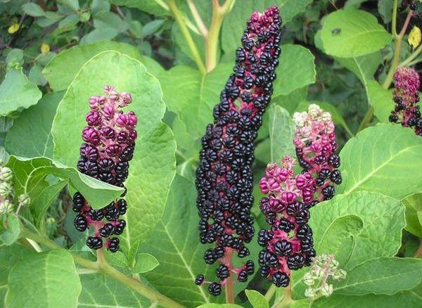 Lakonos-Beeren