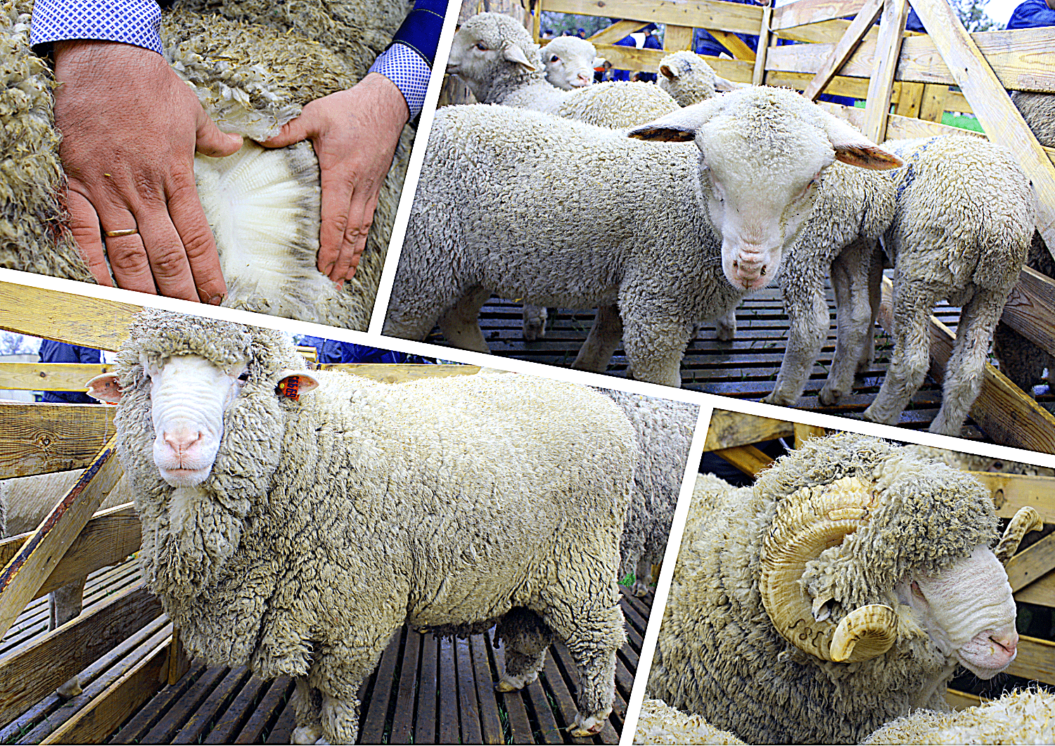 Důvody rozvoje chovu ovcí v Austrálii a nejlepší plemena, velikost stáda