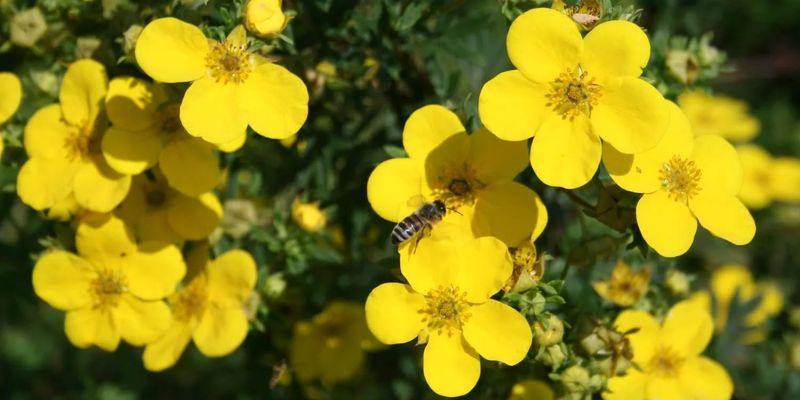 pensainen cinquefoil