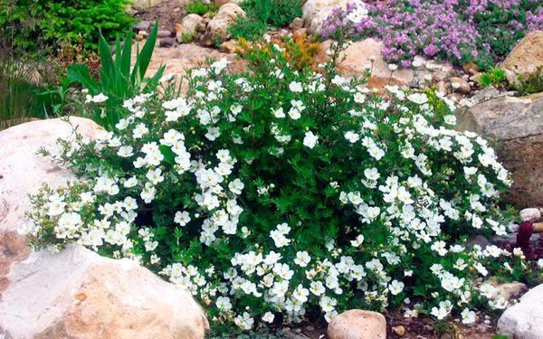 bush cinquefoil