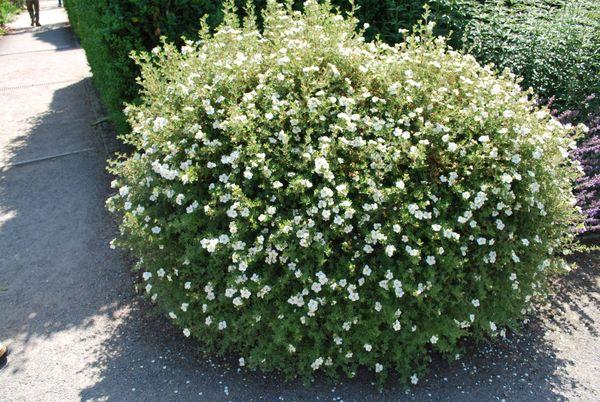 cinquefoil bush