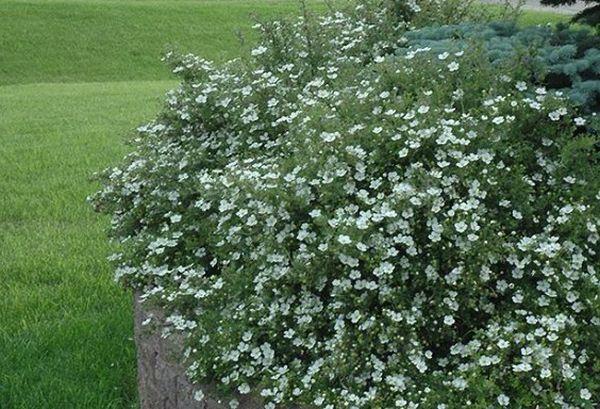 Potentilla in the garden