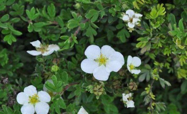 cinquefoil care