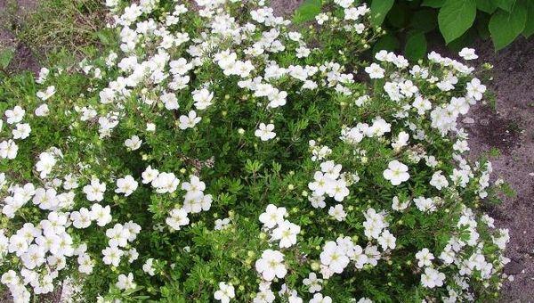 Potentilla pavairošana