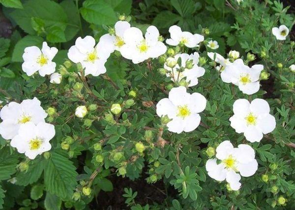 cinquefoil blanco