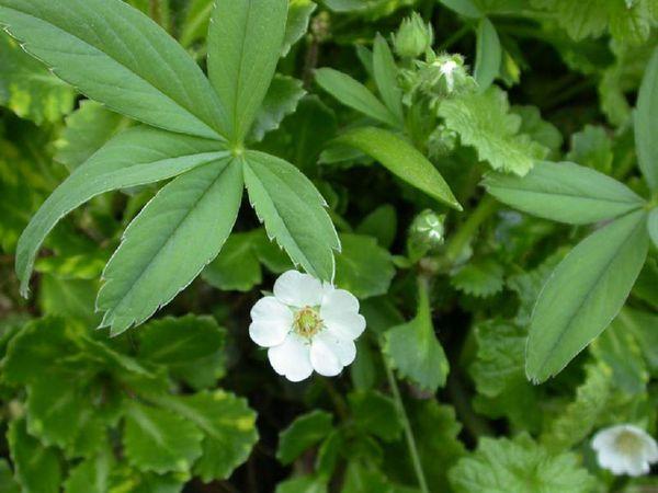 Potentilla flower