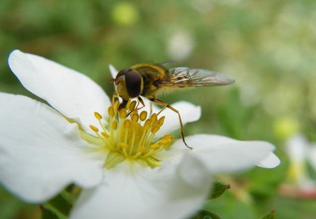 nützliche Pflanzen 