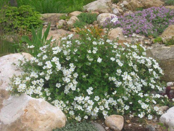 Cinquefoil shrub