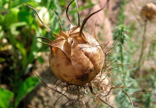 Llavors de potentilla