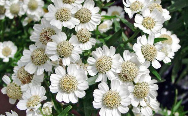 White flowers