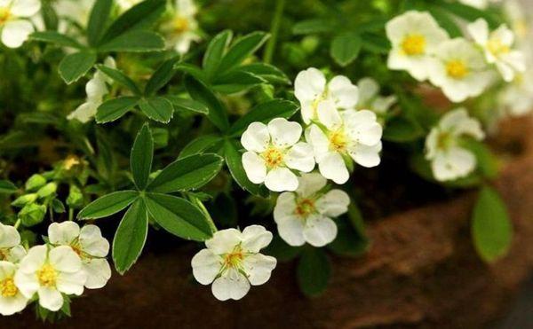 garden flowers