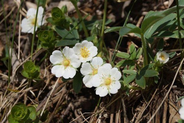 garden flowers