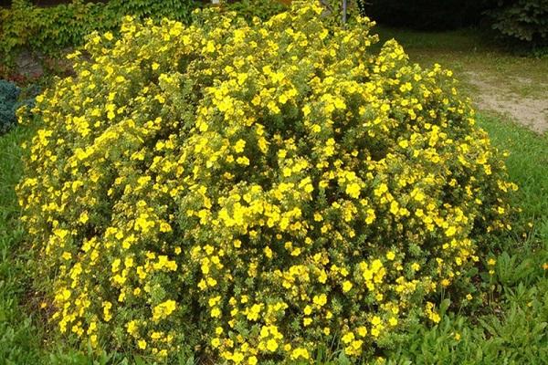 yellow bush 