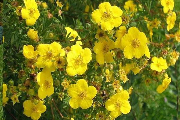 bush flowering 