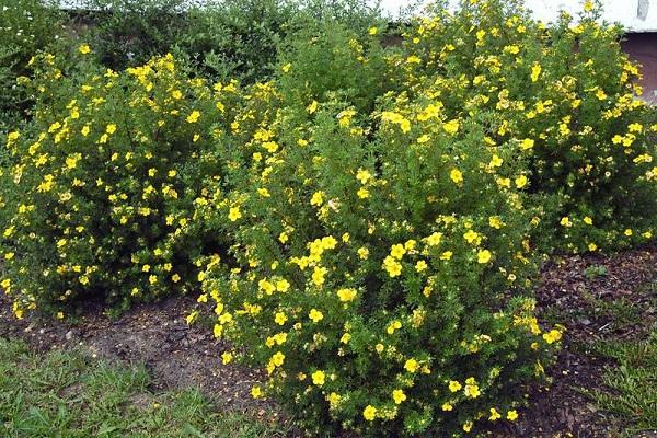 Potentilla augšana