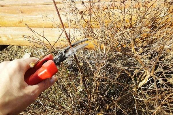 trimming bushes