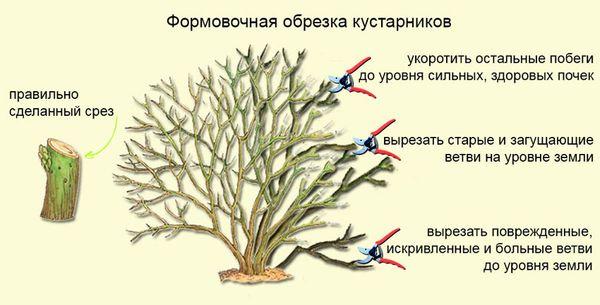 Обрезивање петеролиста