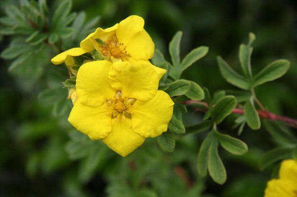 θάμνος cinquefoil