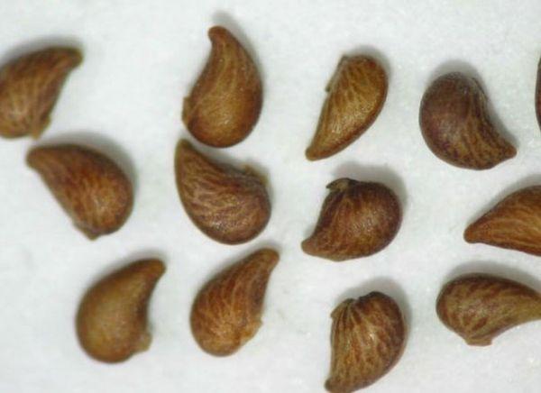 Potentilla seeds