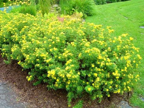 pensainen cinquefoil