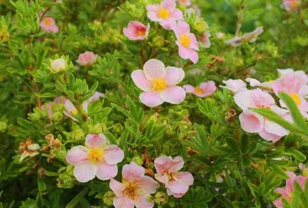 schöne Blumen