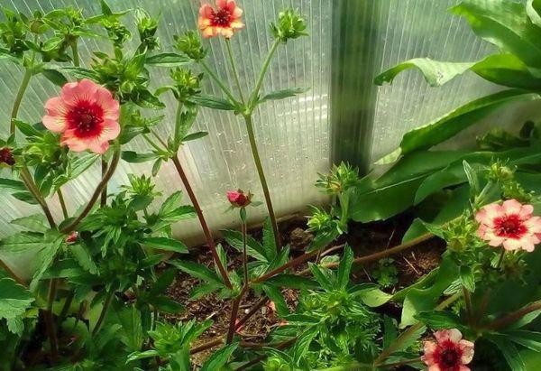 Growing Potentilla