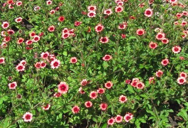 cinquefoil bush