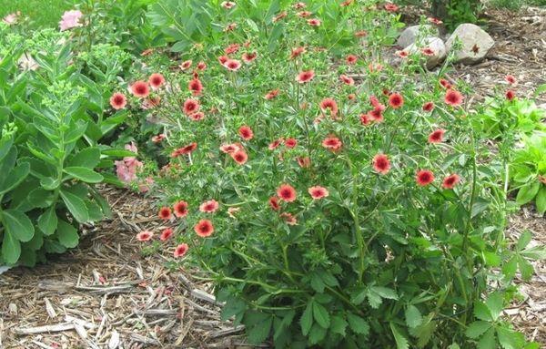 Cinquefoil al jardí