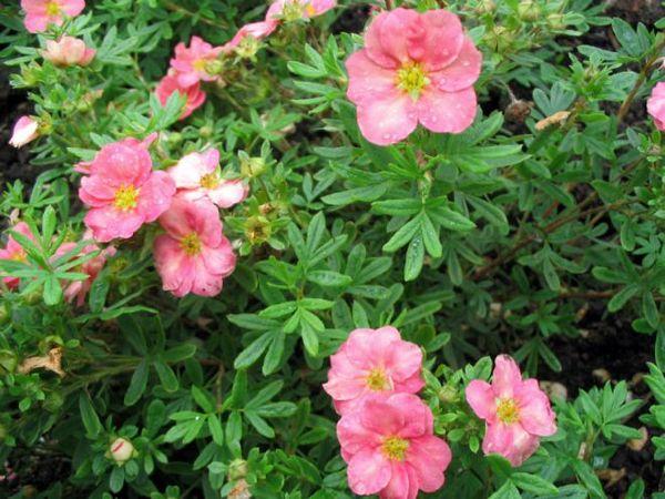 cinquefoil care