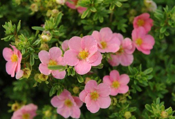 Rosas na cinquefoil