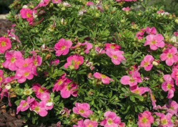 Pink Cinquefoil