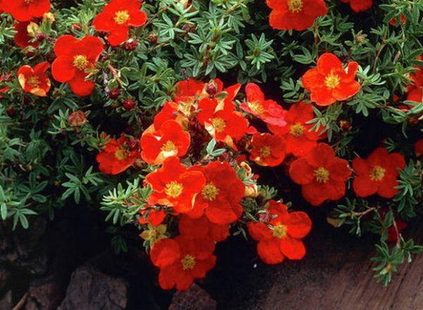 Cinquefoil shrub