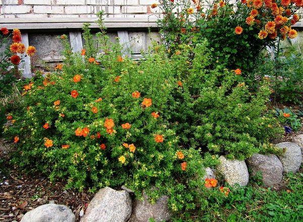 flowers in the garden