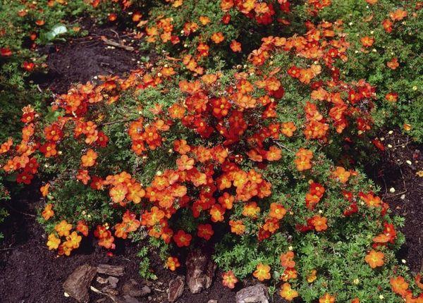 bush flowers