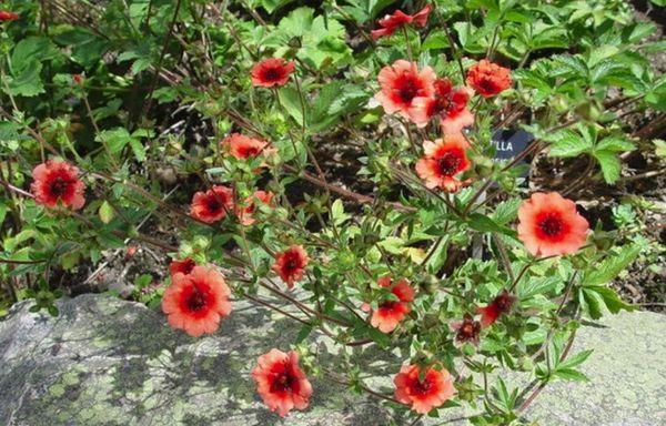 Potentilla flowers