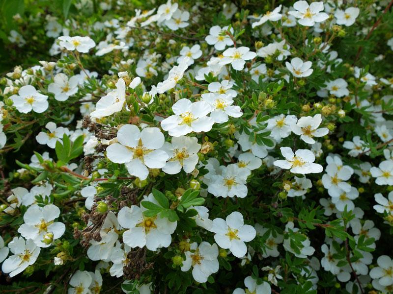 pensainen cinquefoil