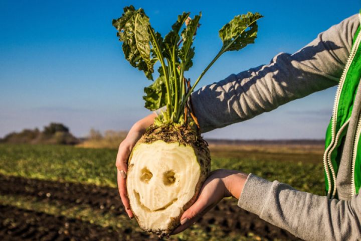 nakakatawang sugar beet 