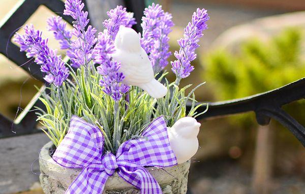 bulaklak ng lavender